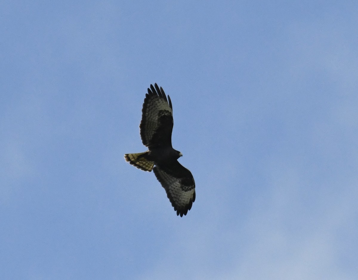 Short-tailed Hawk - ML616286147