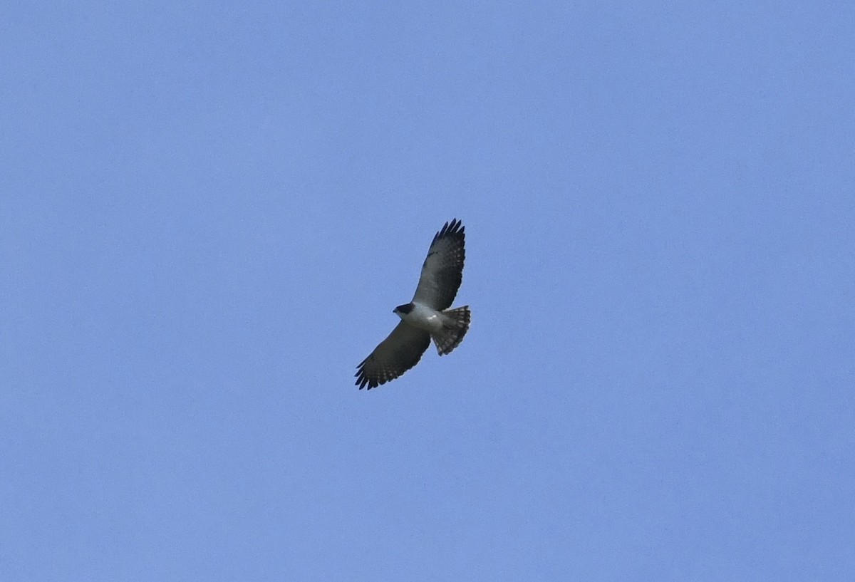 Short-tailed Hawk - ML616286148