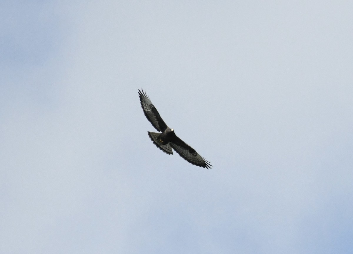 Short-tailed Hawk - ML616286150