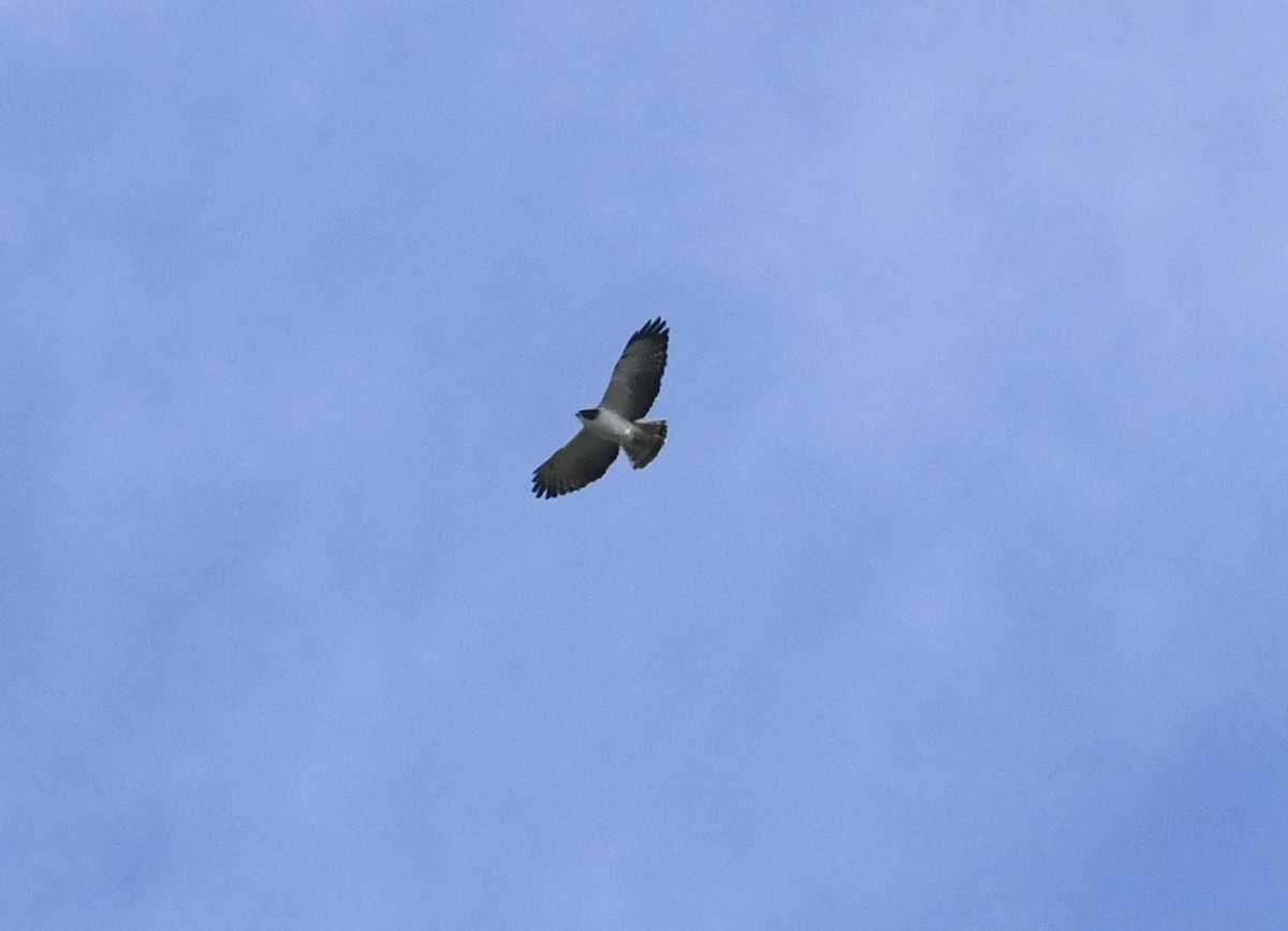 Short-tailed Hawk - Suzanne Zuckerman