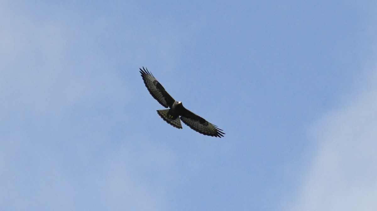 Short-tailed Hawk - ML616286152