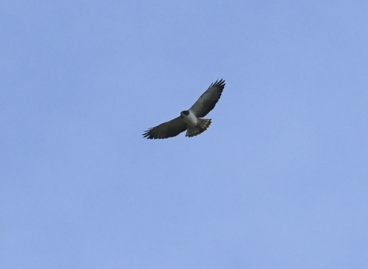 Short-tailed Hawk - ML616286153