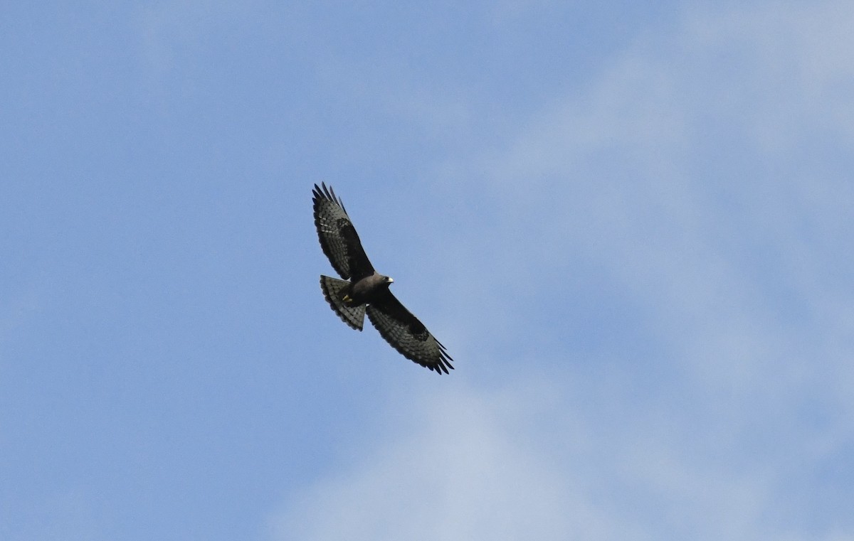 Short-tailed Hawk - ML616286154