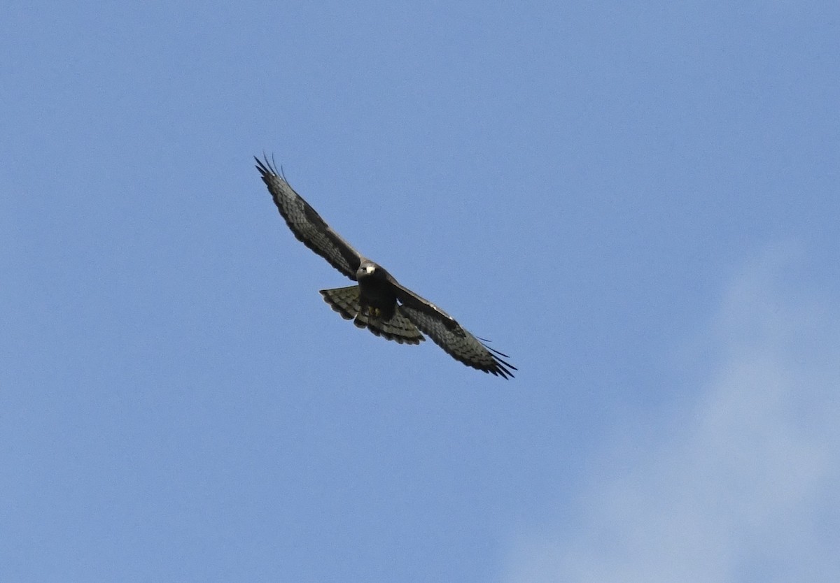 Short-tailed Hawk - ML616286158