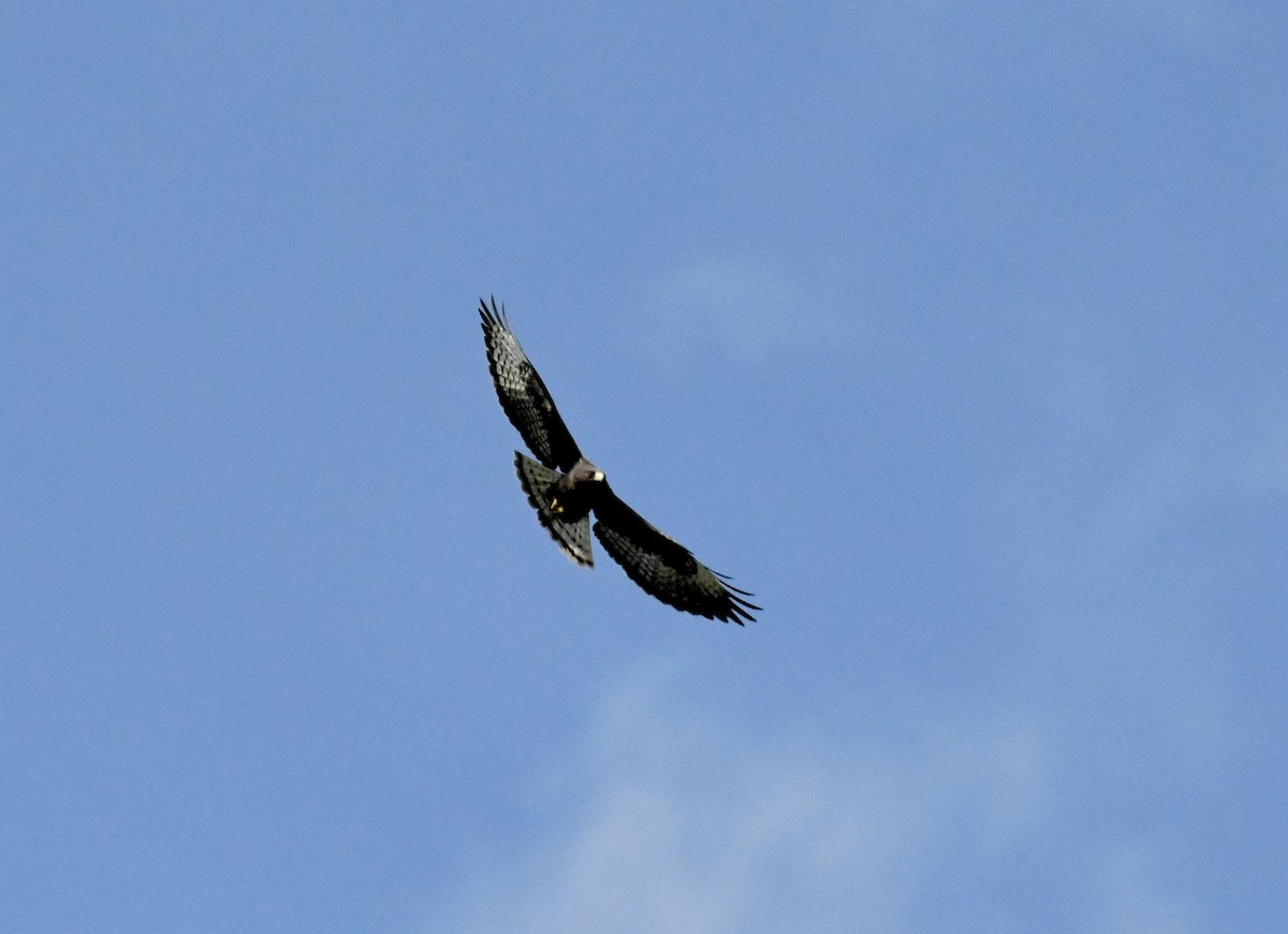 Short-tailed Hawk - ML616286159