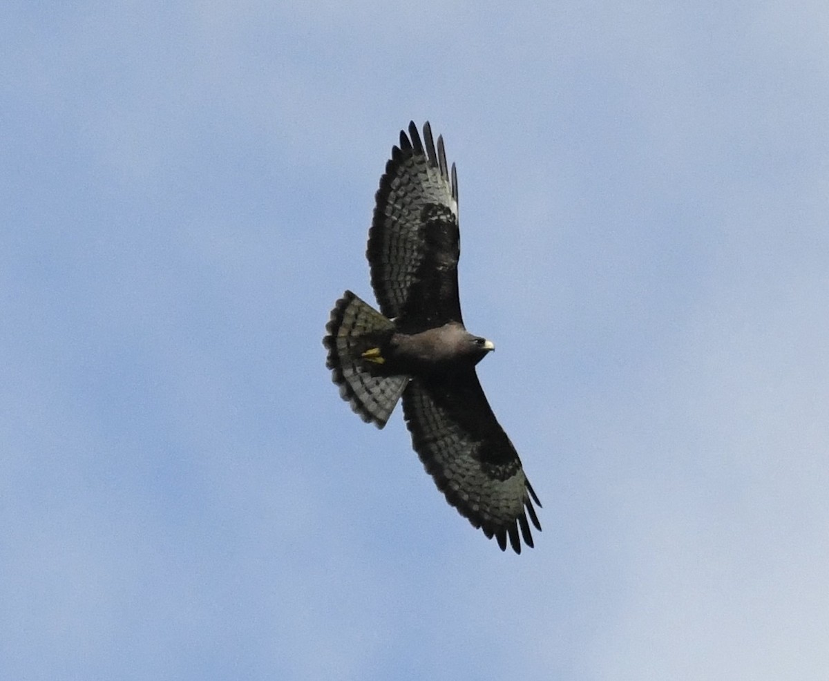 Short-tailed Hawk - ML616286160