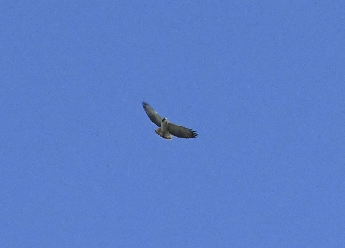 Short-tailed Hawk - ML616286163