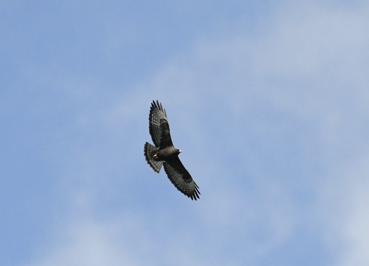 Short-tailed Hawk - ML616286165