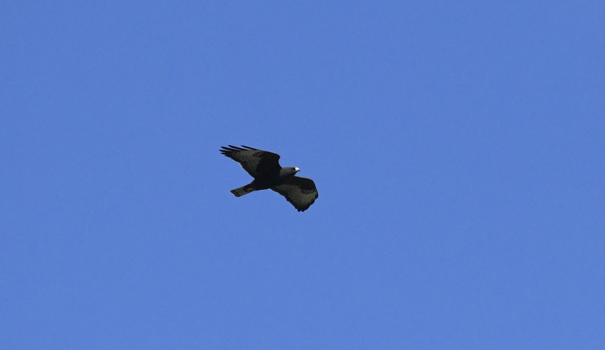 Short-tailed Hawk - ML616286166