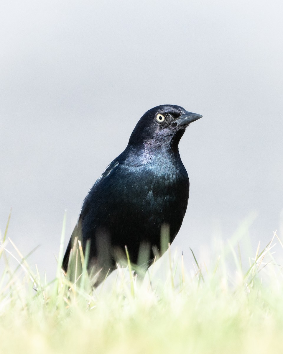 Brewer's Blackbird - Joshua Hogan