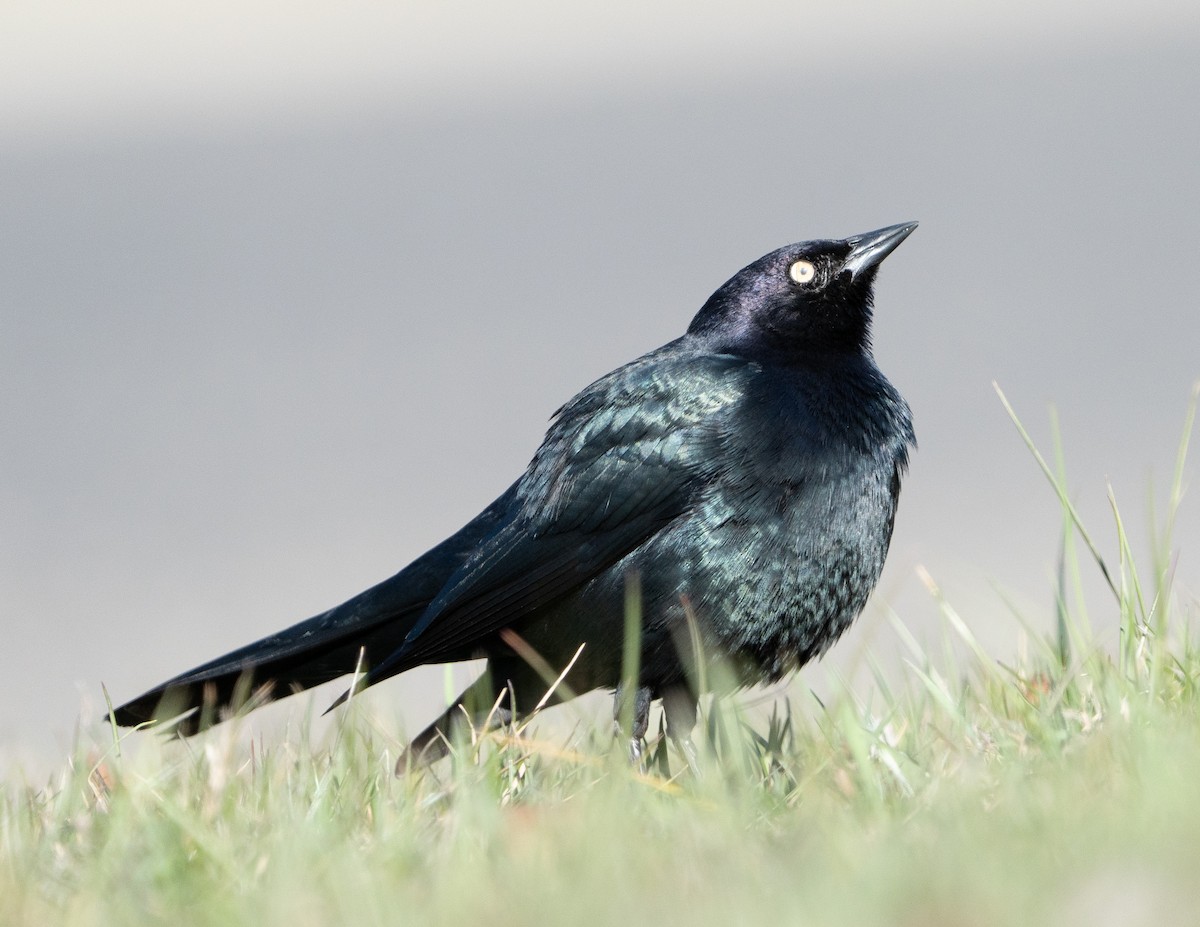 Brewer's Blackbird - ML616286175