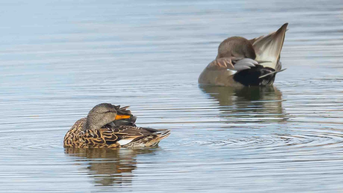 Gadwall - Jean-Louis  Carlo