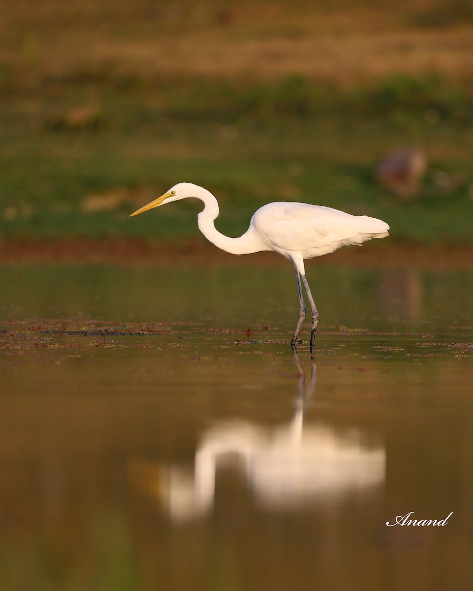 Great Egret - Anand Singh