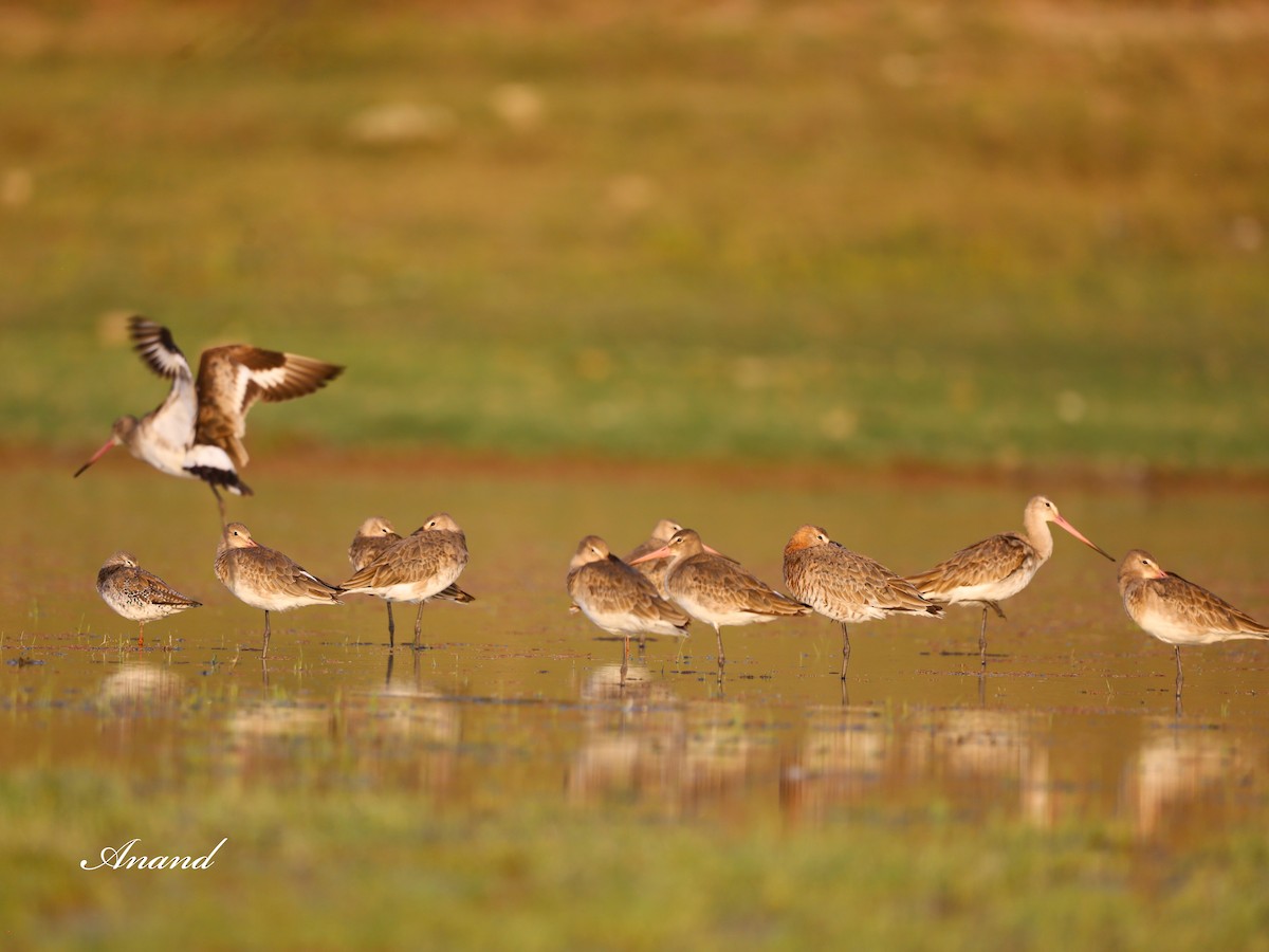 Black-tailed Godwit - Anand Singh