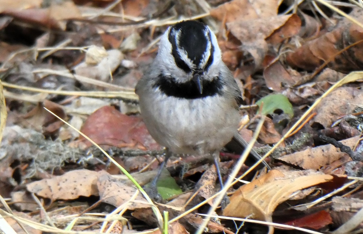 Mésange de Gambel - ML616286228