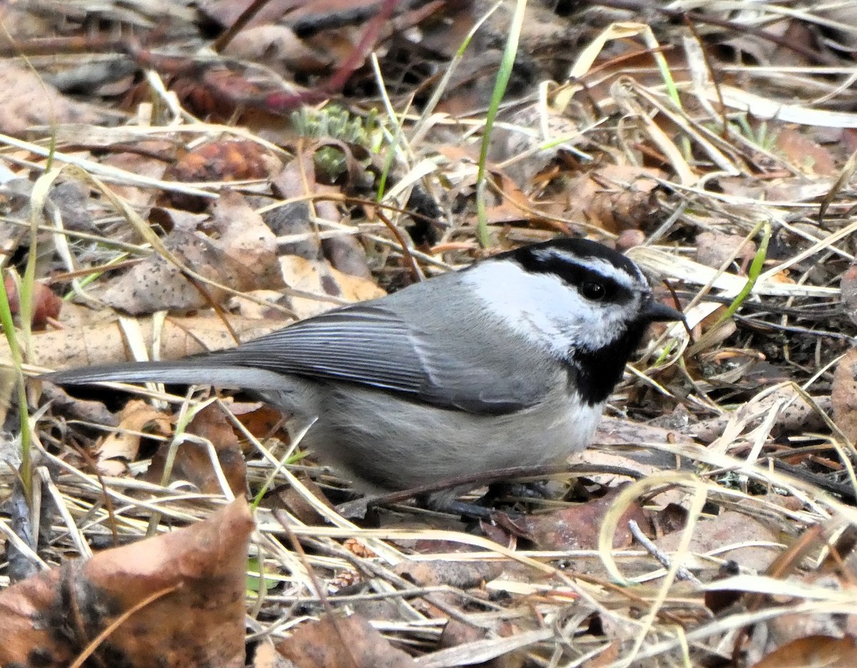 Mountain Chickadee - Daniel Alain Dagenais