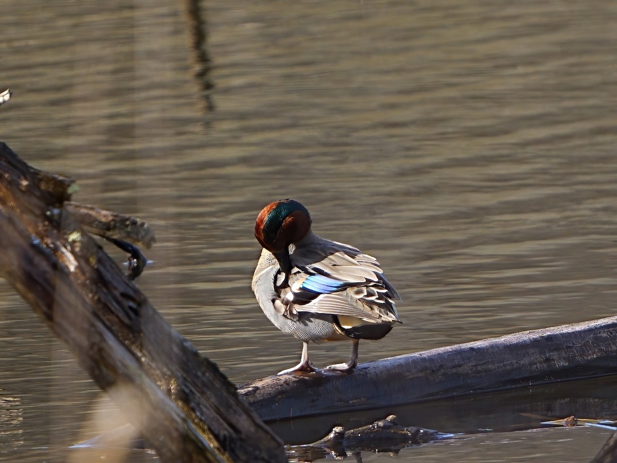 Green-winged Teal - ML616286255