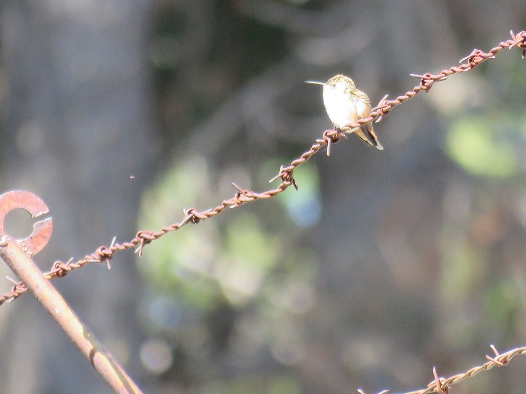 Rufous Hummingbird - ML616286383