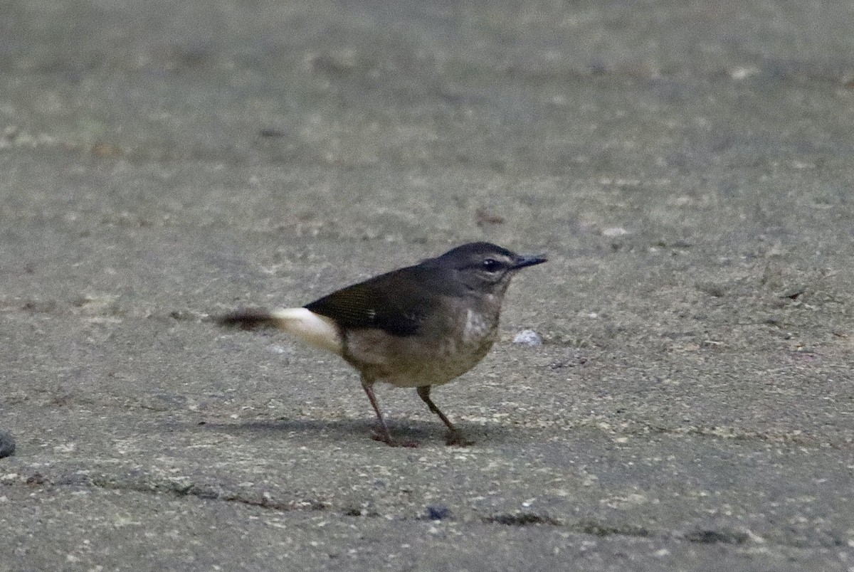 Buff-rumped Warbler - Francis Porter