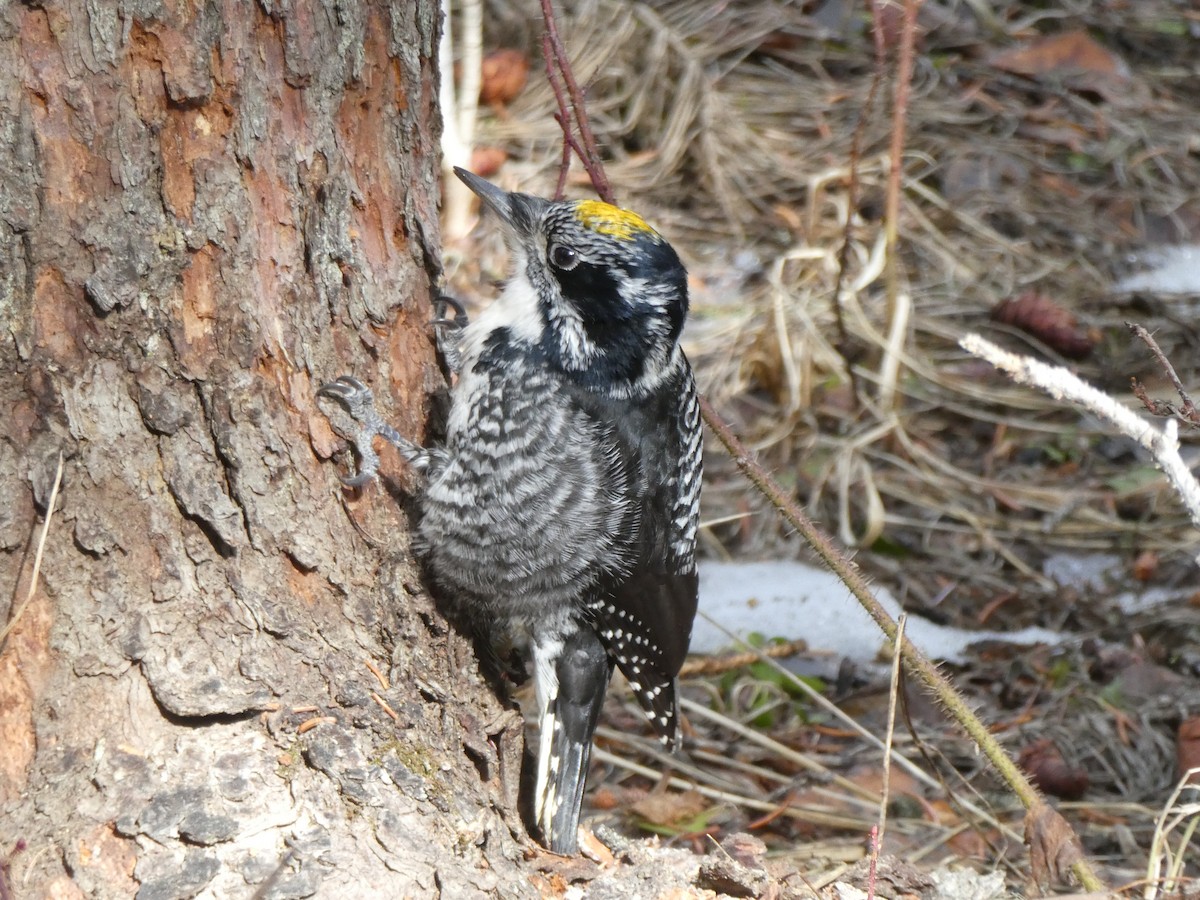 American Three-toed Woodpecker - Daniel Alain Dagenais