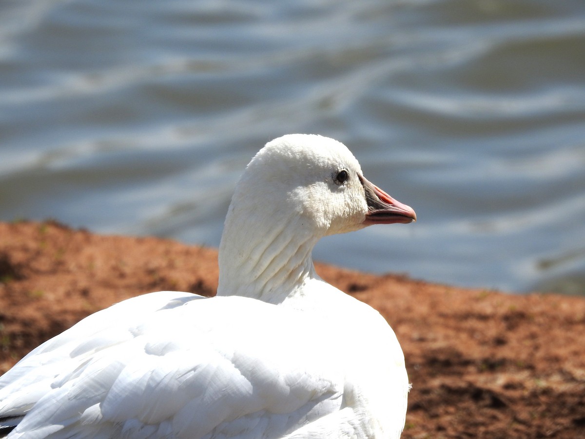 Snow x Ross's Goose (hybrid) - ML616286456