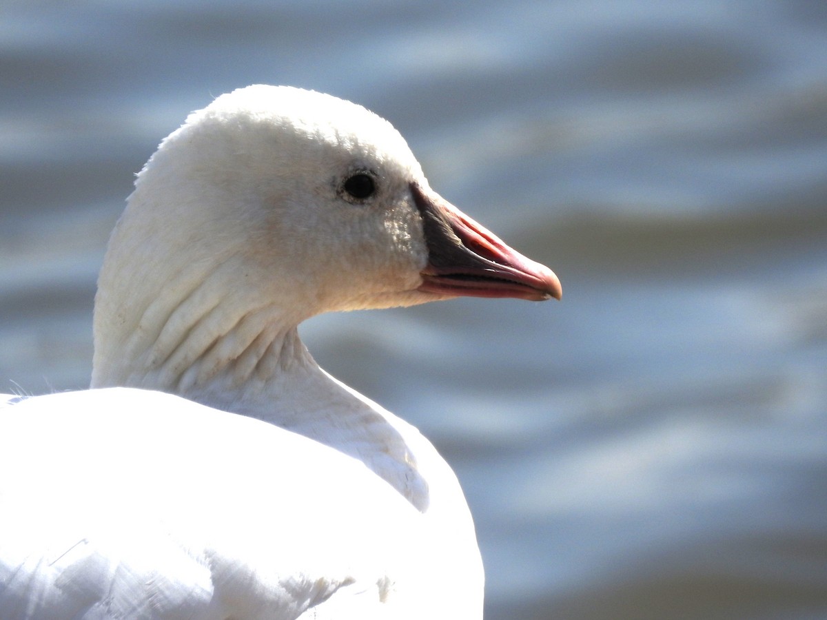 Snow x Ross's Goose (hybrid) - ML616286457