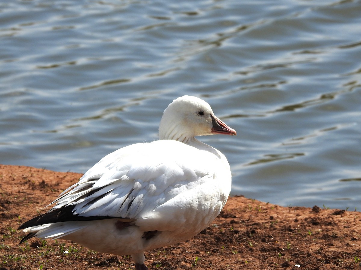 Snow x Ross's Goose (hybrid) - ML616286458