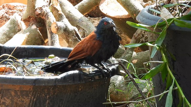 Grand Coucal - ML616286459