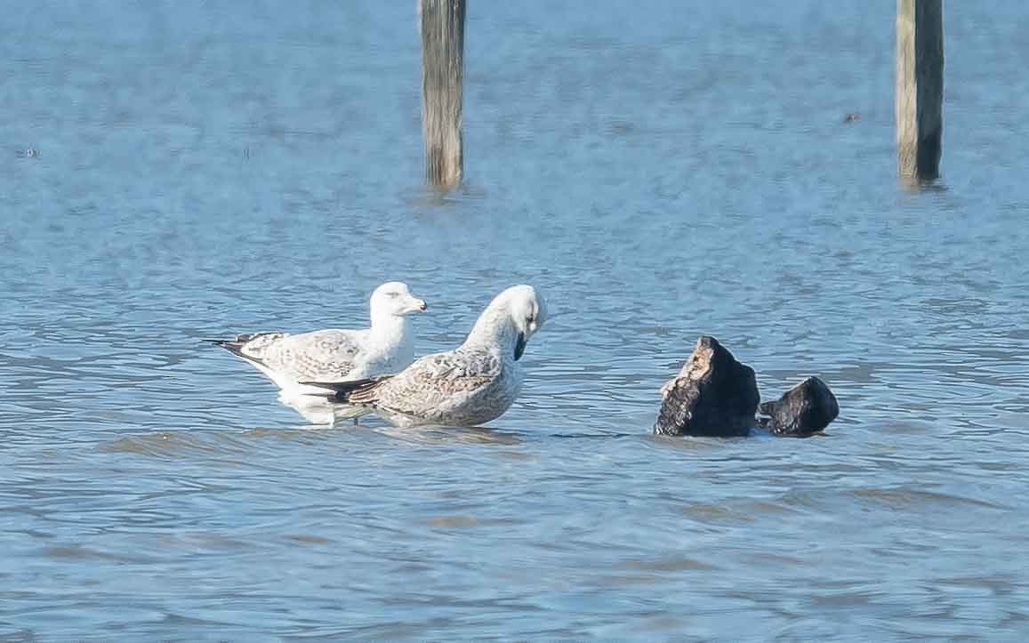 Caspian Gull - Jean-Louis  Carlo