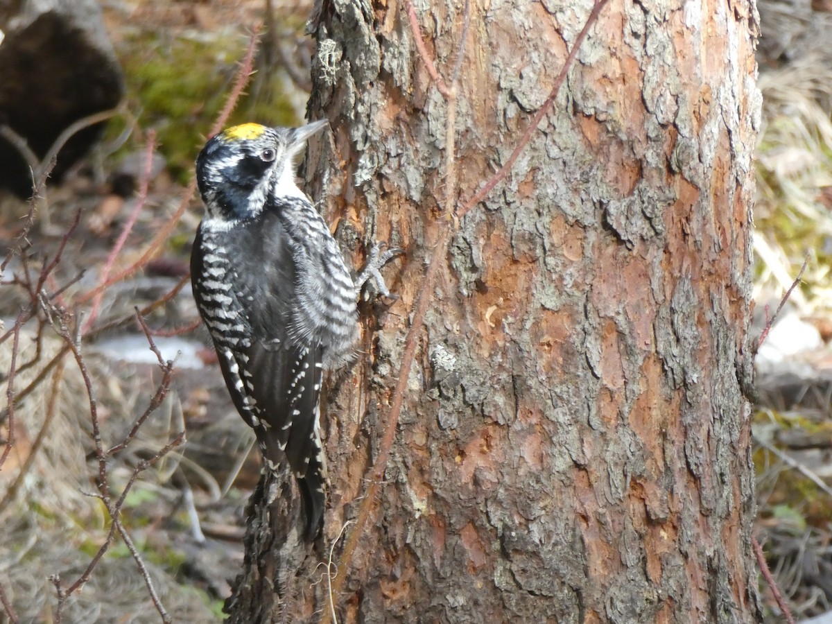 American Three-toed Woodpecker - Daniel Alain Dagenais