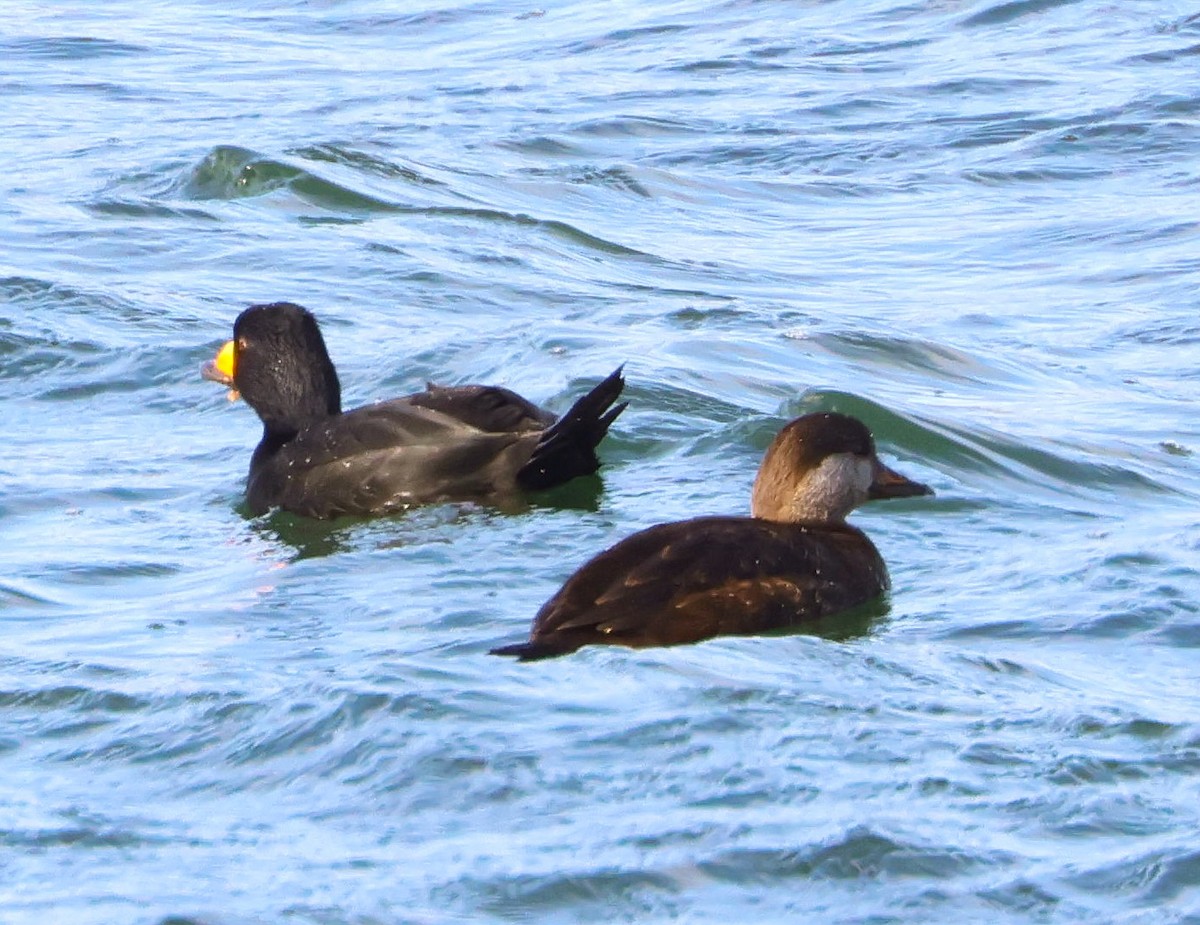 Black Scoter - ML616286502