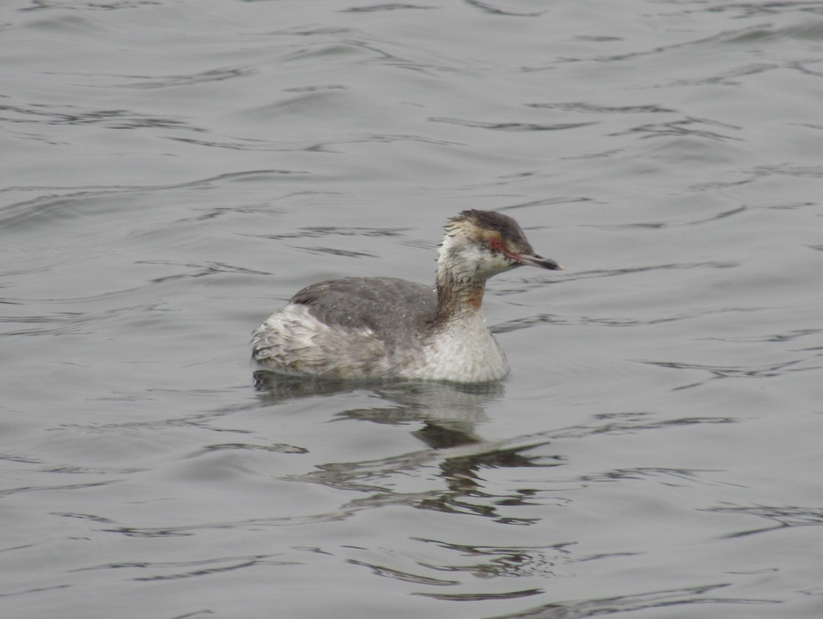 Horned Grebe - Dan Brauning