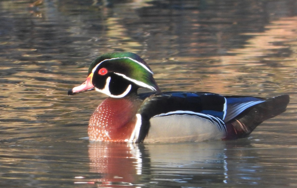 Wood Duck - ML616286602