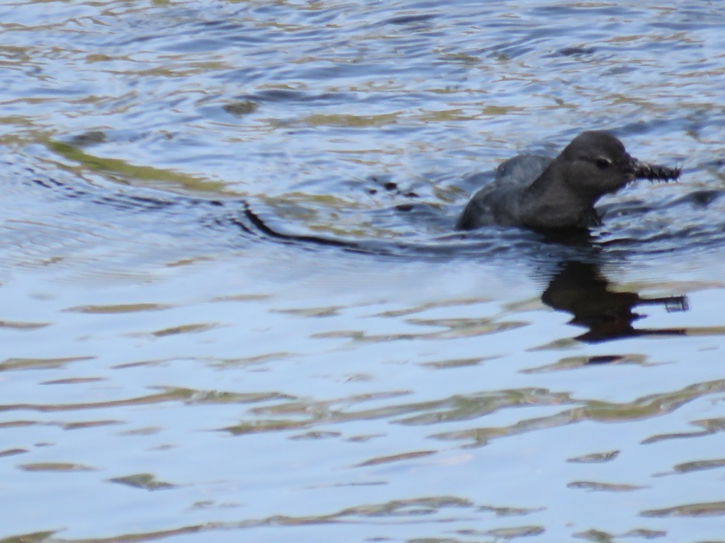 American Dipper - ML616286608