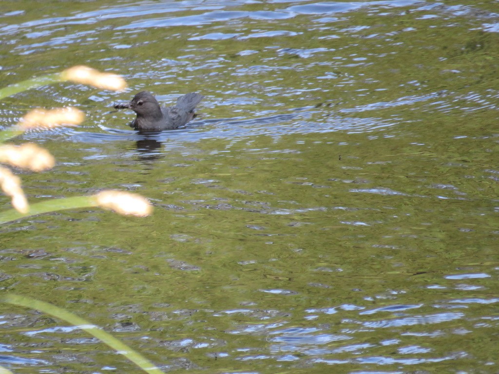 American Dipper - ML616286609