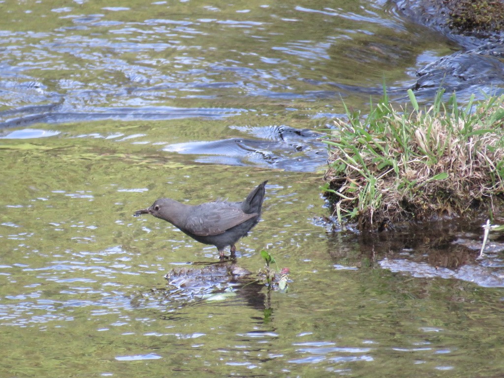 American Dipper - ML616286610