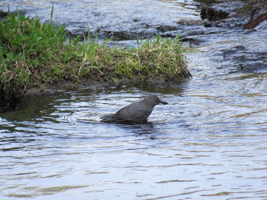 American Dipper - ML616286611