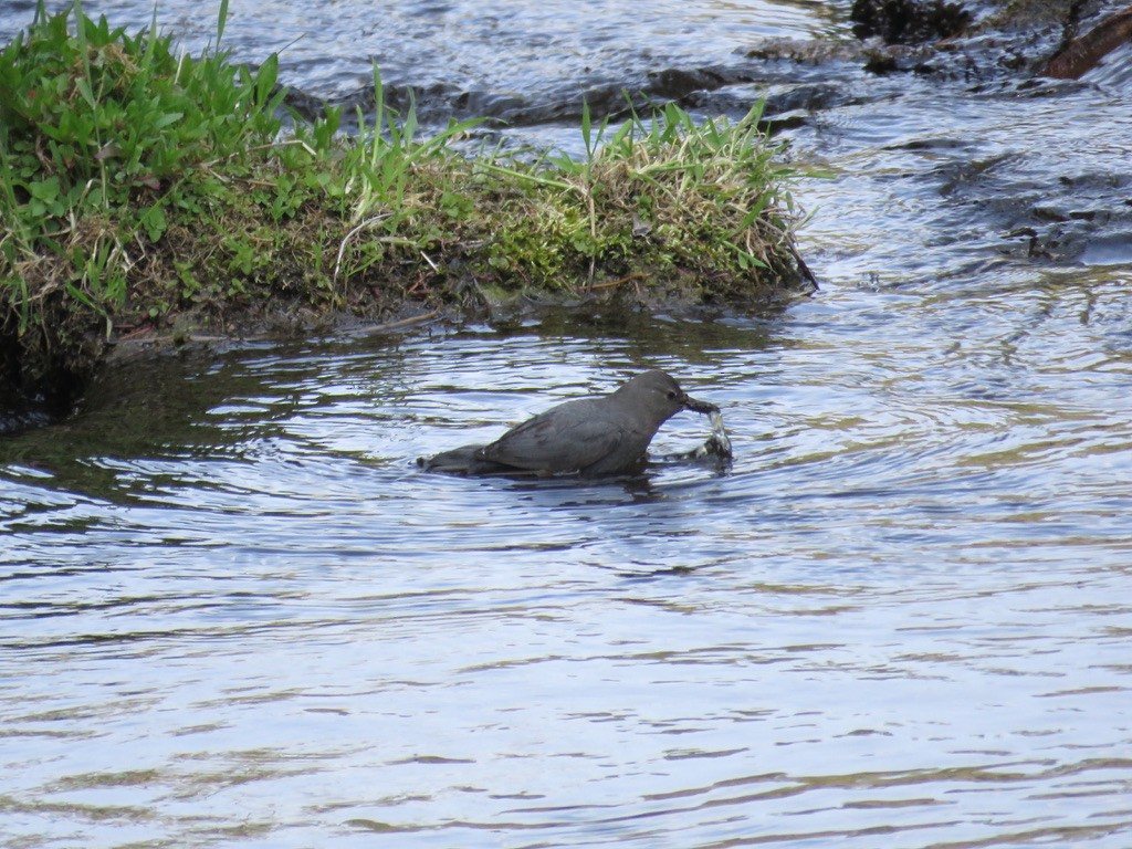 American Dipper - ML616286612