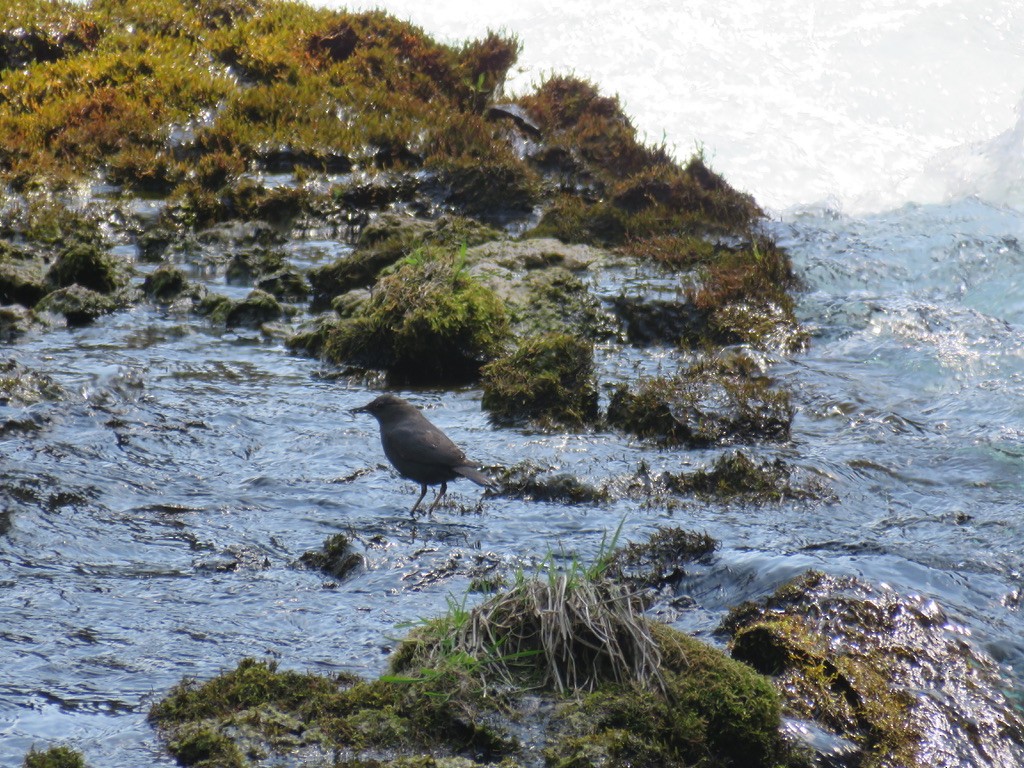 American Dipper - ML616286613