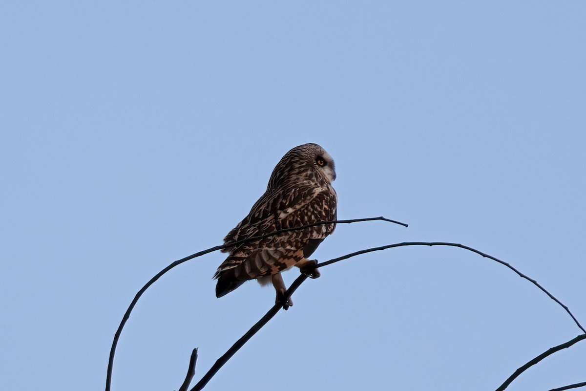 Short-eared Owl - ML616286615