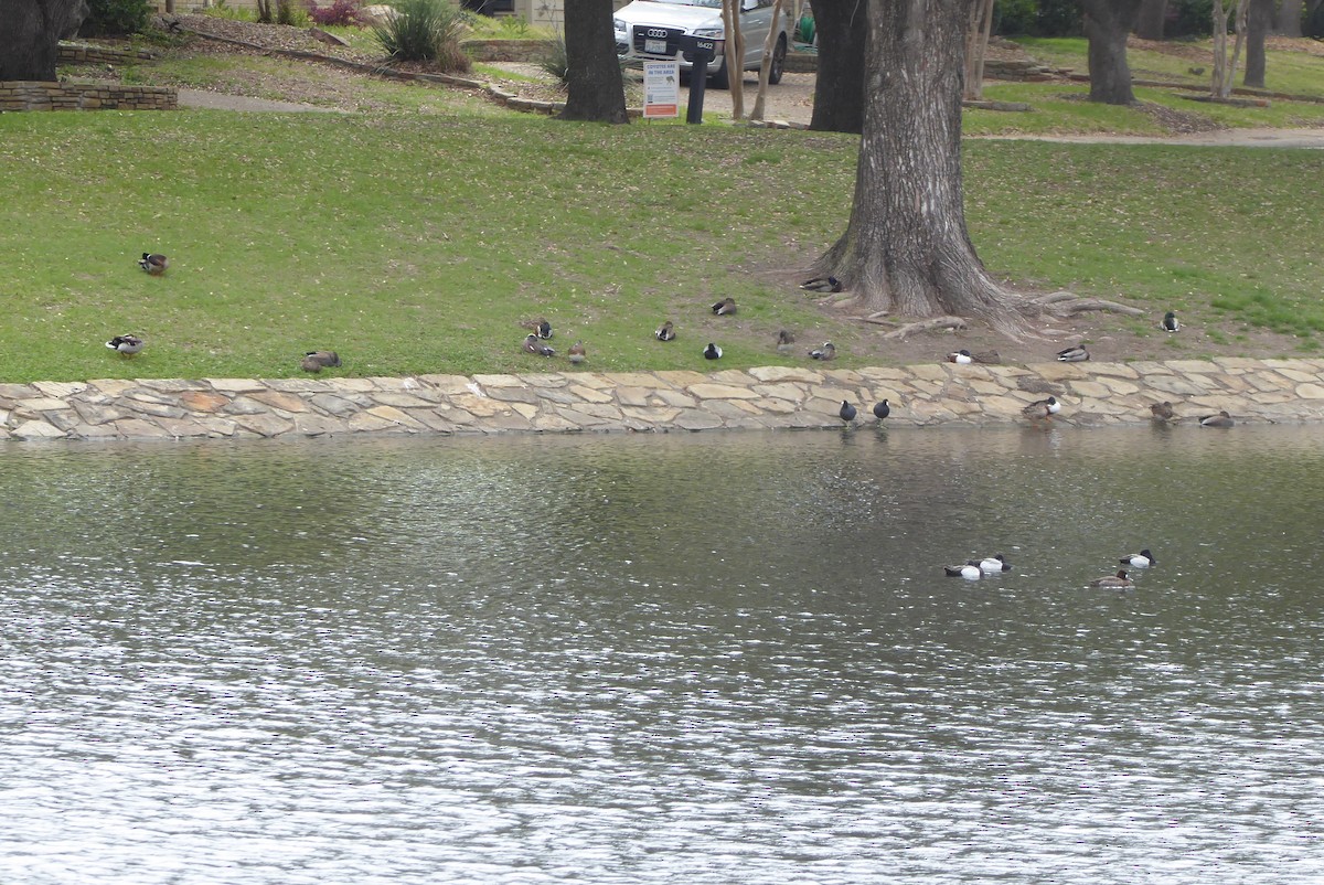 American Coot - ML616286619