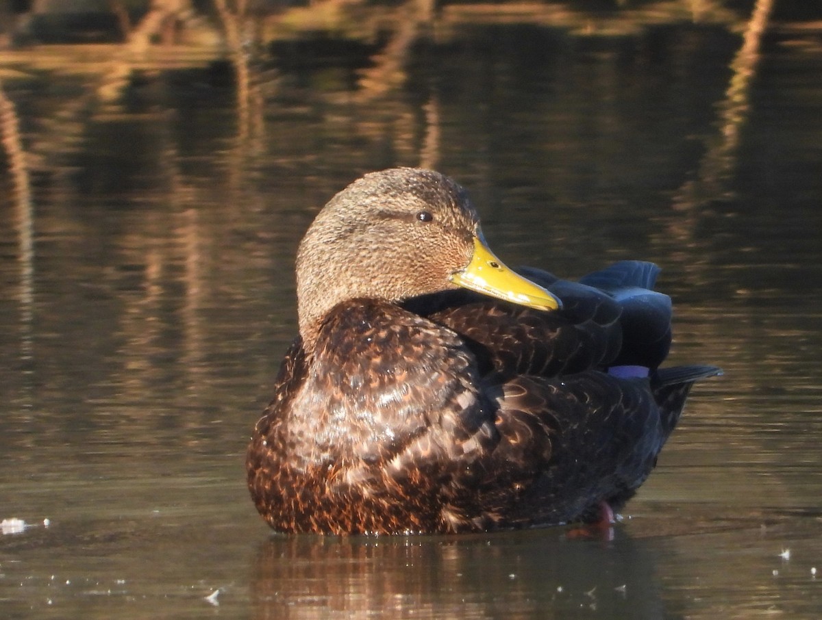 Canard noir - ML616286621