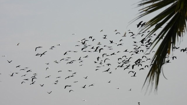 ibis hnědý - ML616286640