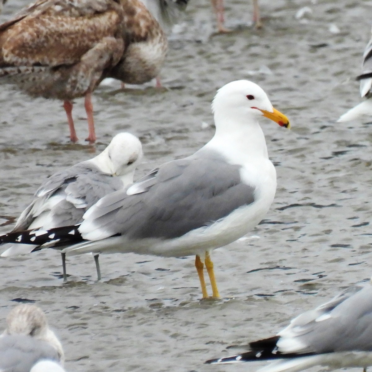 California Gull - ML616286642