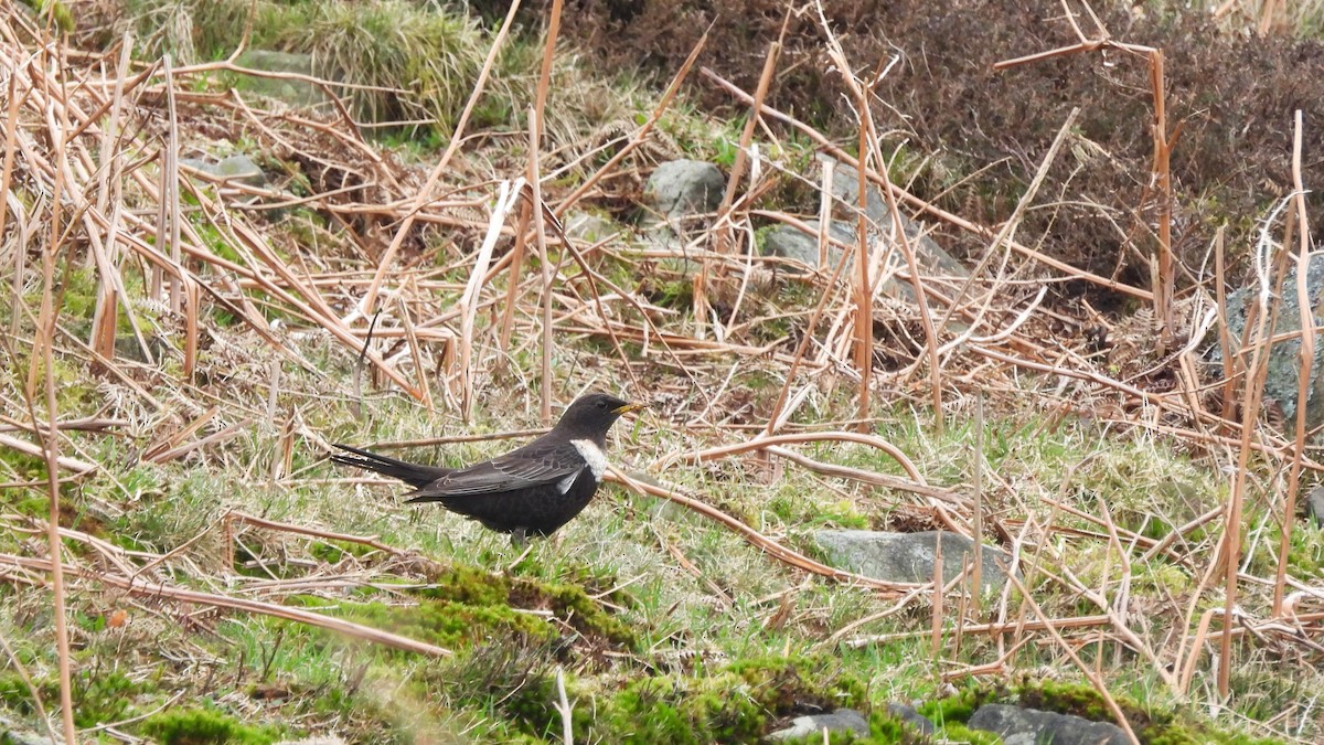 Ring Ouzel - Andy  Woodward