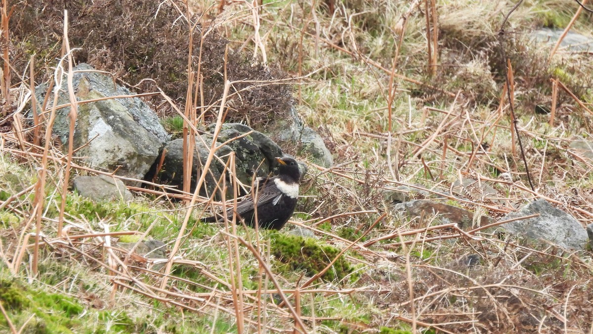 Ring Ouzel - Andy  Woodward