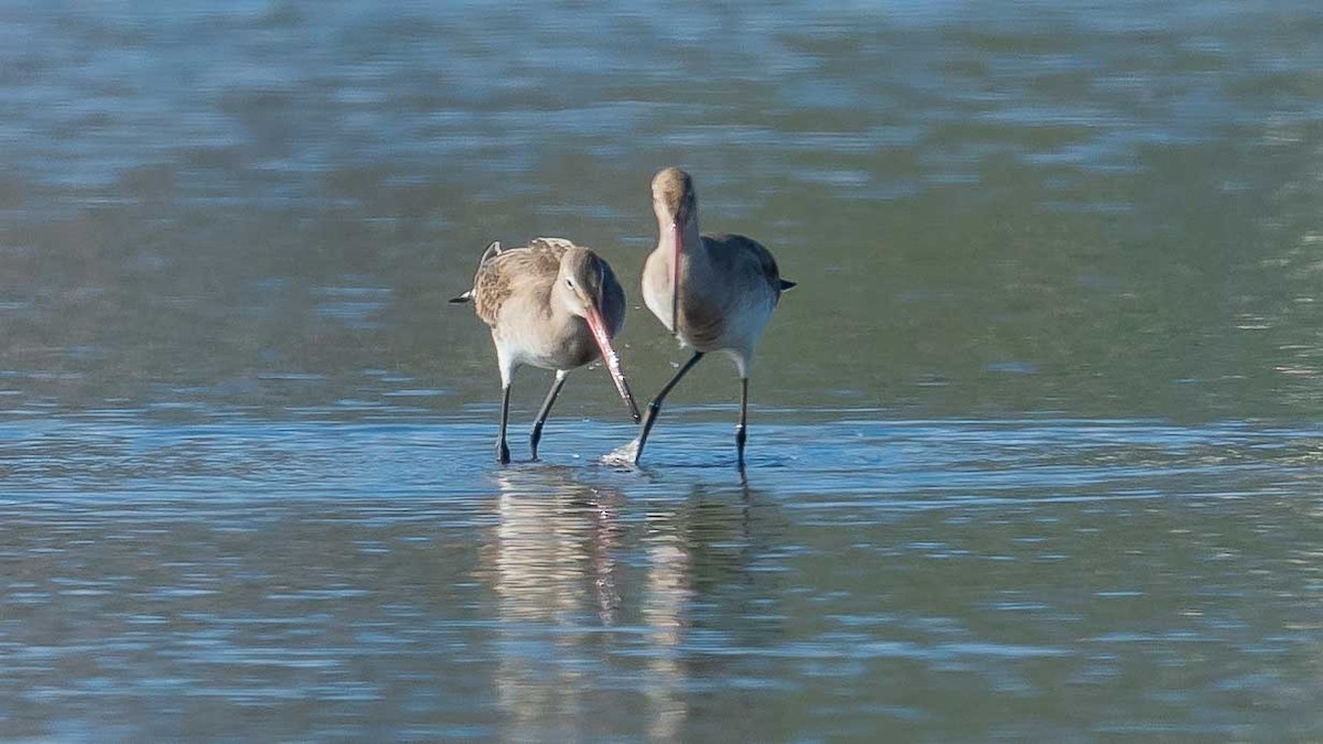 Black-tailed Godwit - Jean-Louis  Carlo