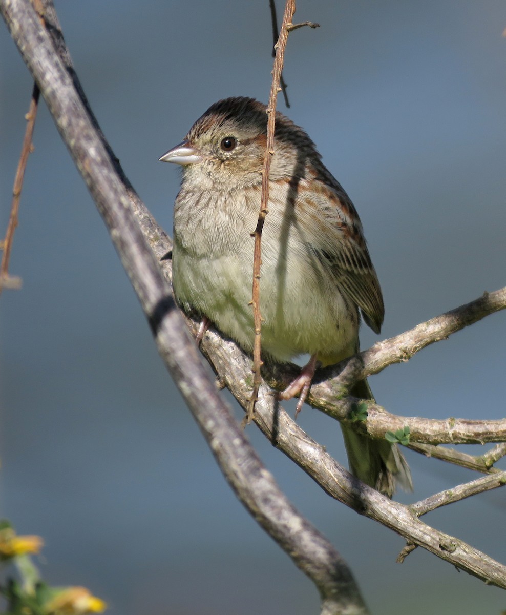 Cassin's Sparrow - ML616286720