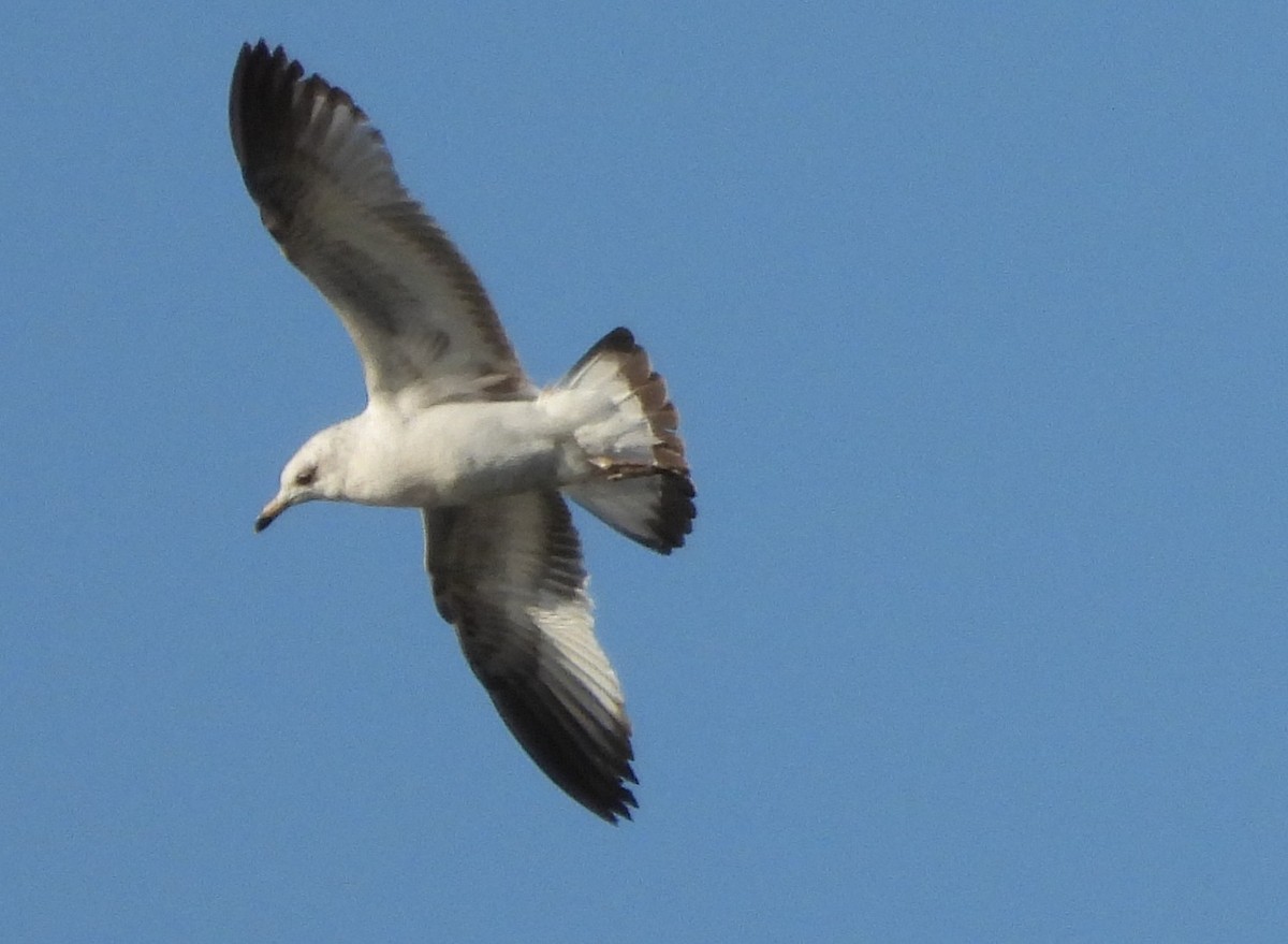 Ring-billed Gull - Mark DiGiovanni