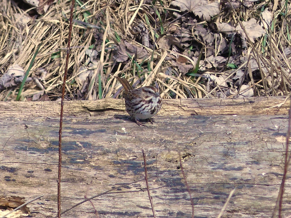 Song Sparrow - André Labelle